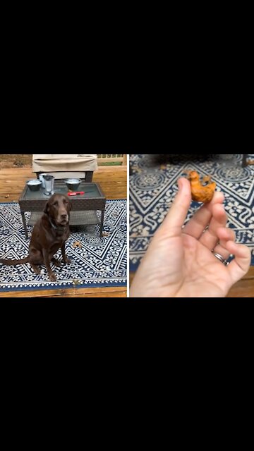 Chocolate Lab gets caught hiding chicken in his mouth