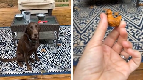 Chocolate Lab gets caught hiding chicken in his mouth