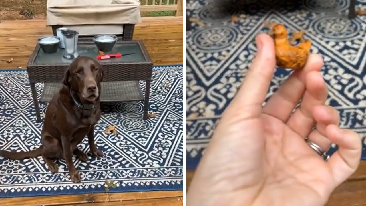 Chocolate Lab gets caught hiding chicken in his mouth