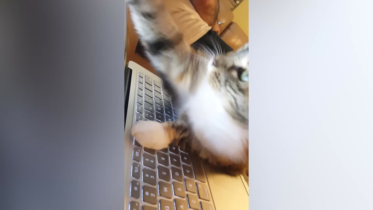 Cats on the Computer