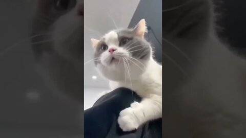 funny cat