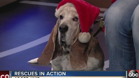 Meet Jake: 12/11 Rescues in Action