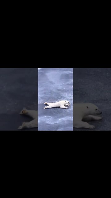 That's how you do it! 🐻‍❄️ Polar Bear