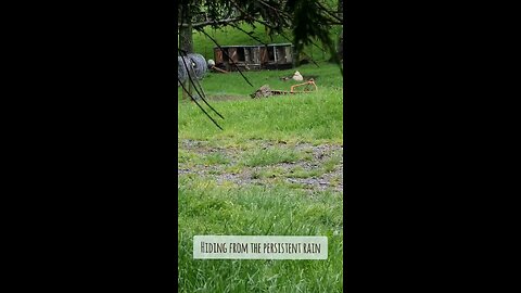 First Time Seeing the Lambs Playing in the Old Kennels