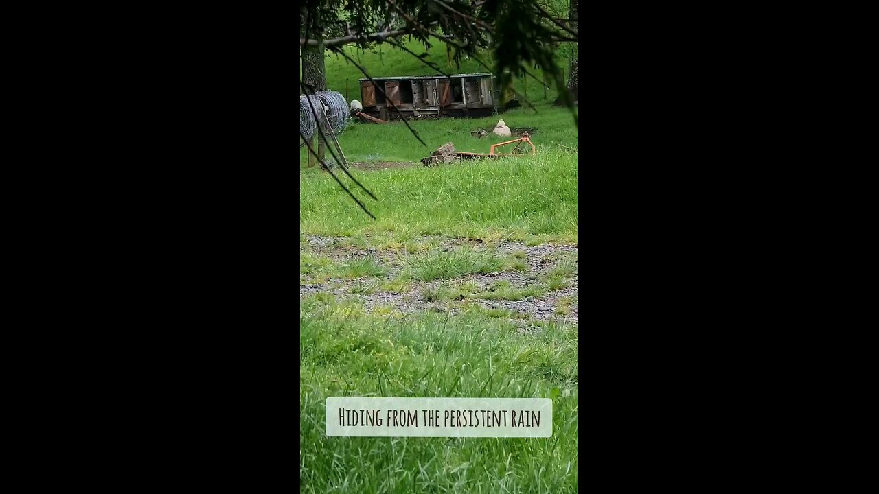 First Time Seeing the Lambs Playing in the Old Kennels