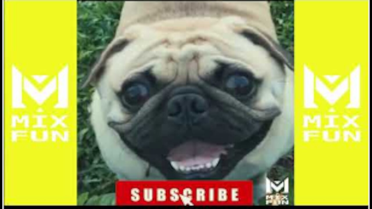 🐶 It's time to LAUGH with Dog's life🤣Funny Dog Videos 2021🤣