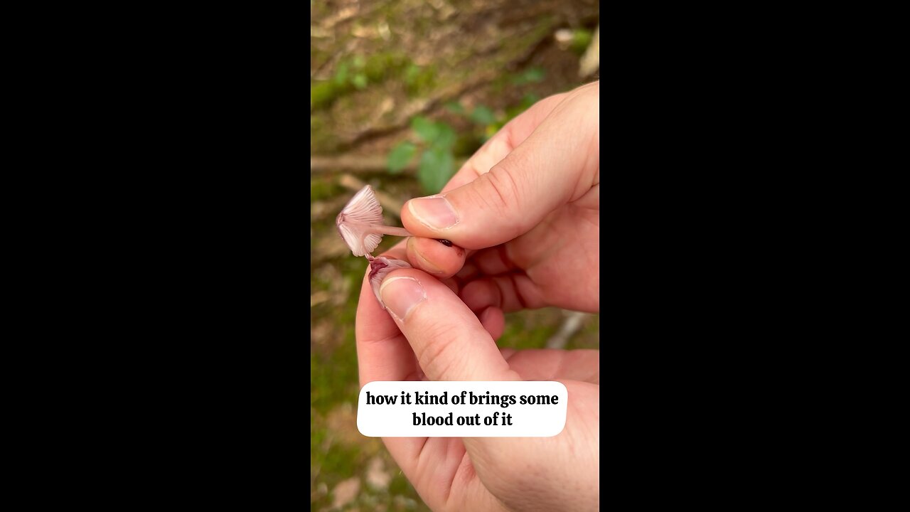 Bleeding Bonnet / Mycena #explore #hiking #forest