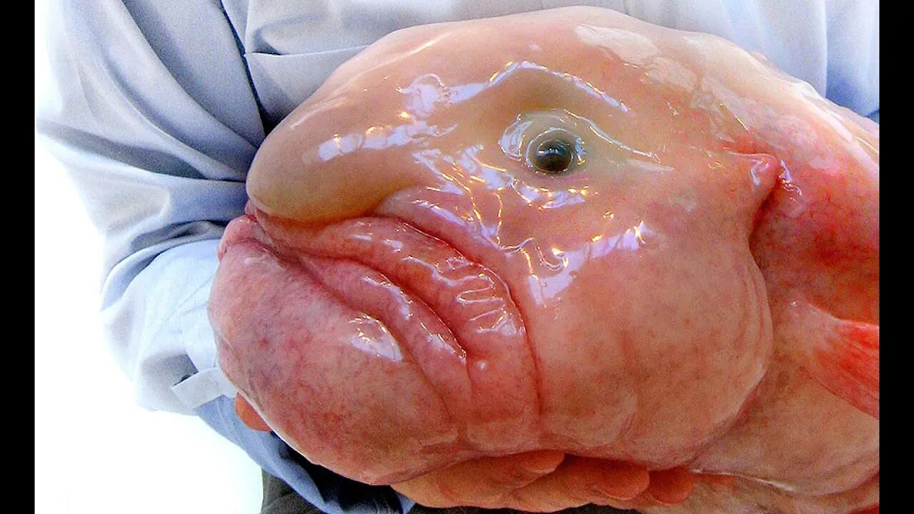 Top 10 Ugliest Animals on Earth