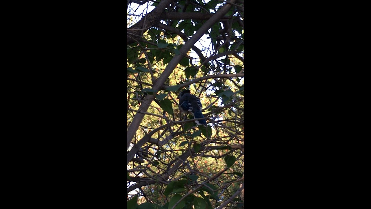 A baby blue jay during summer