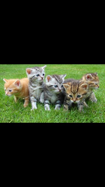 Baby Cats and dogs Funny and Cute Cat Videos