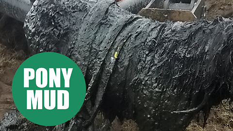 A Shetland pony which went missing for four days has been rescued from the bottom of a slurry pit