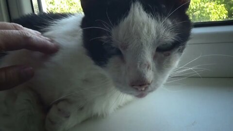 Lucy, the 15 Years Old Cat Purrs