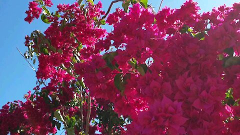 Pinjarra Bougainvillea