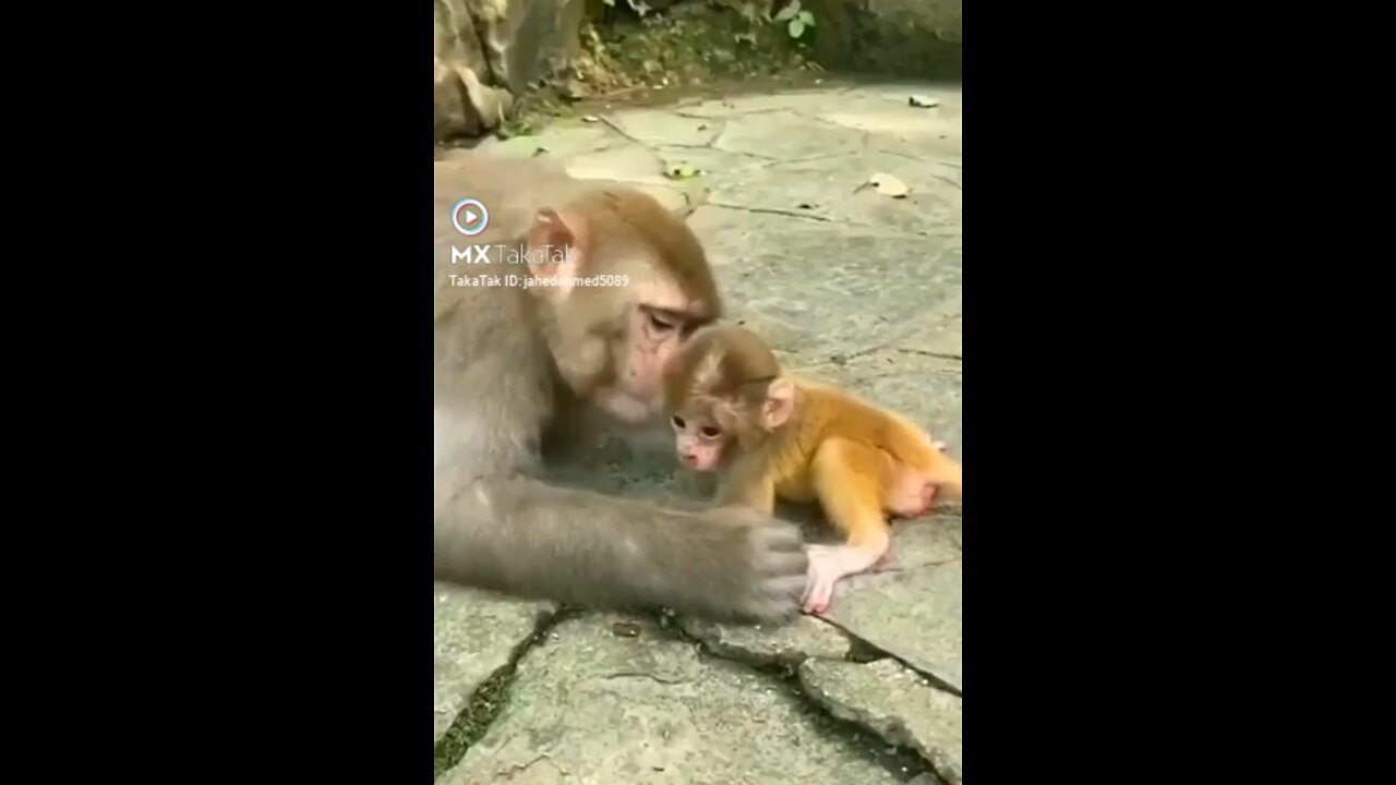 Monkey child Love best video