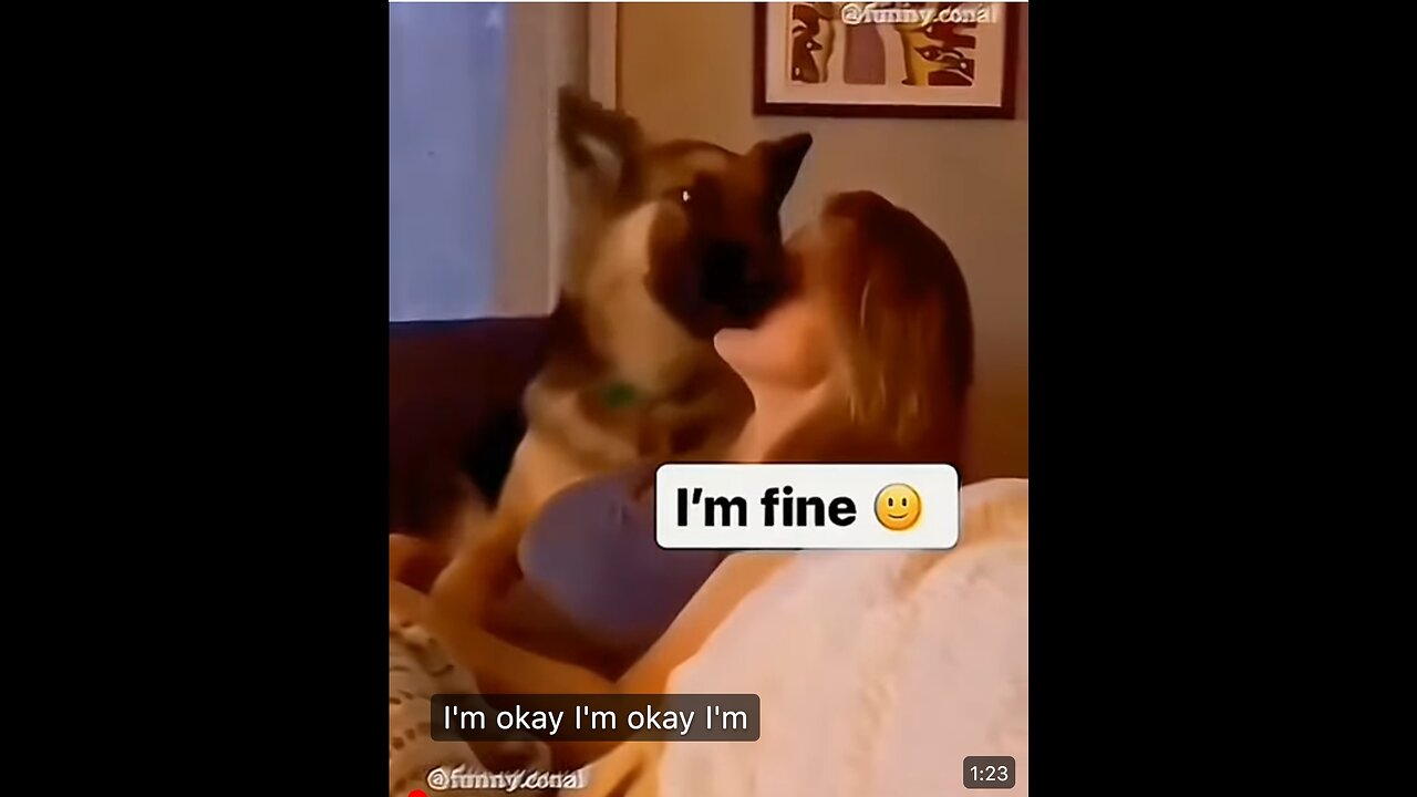 Funny Video Dogs