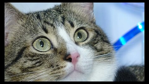 Cat Photography