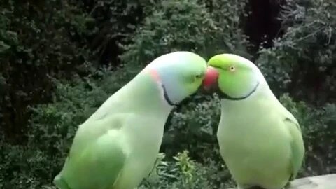 cute birds talking