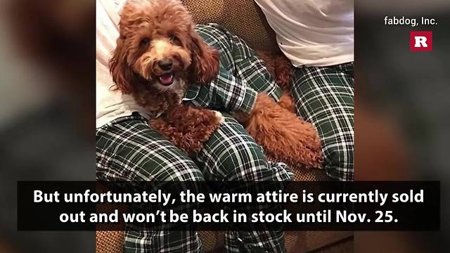 Pet owners can now have matching pajamas with their dogs | Rare Animals