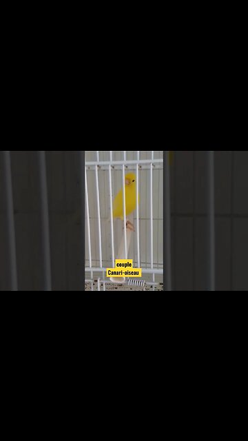 couple Canari-oiseau