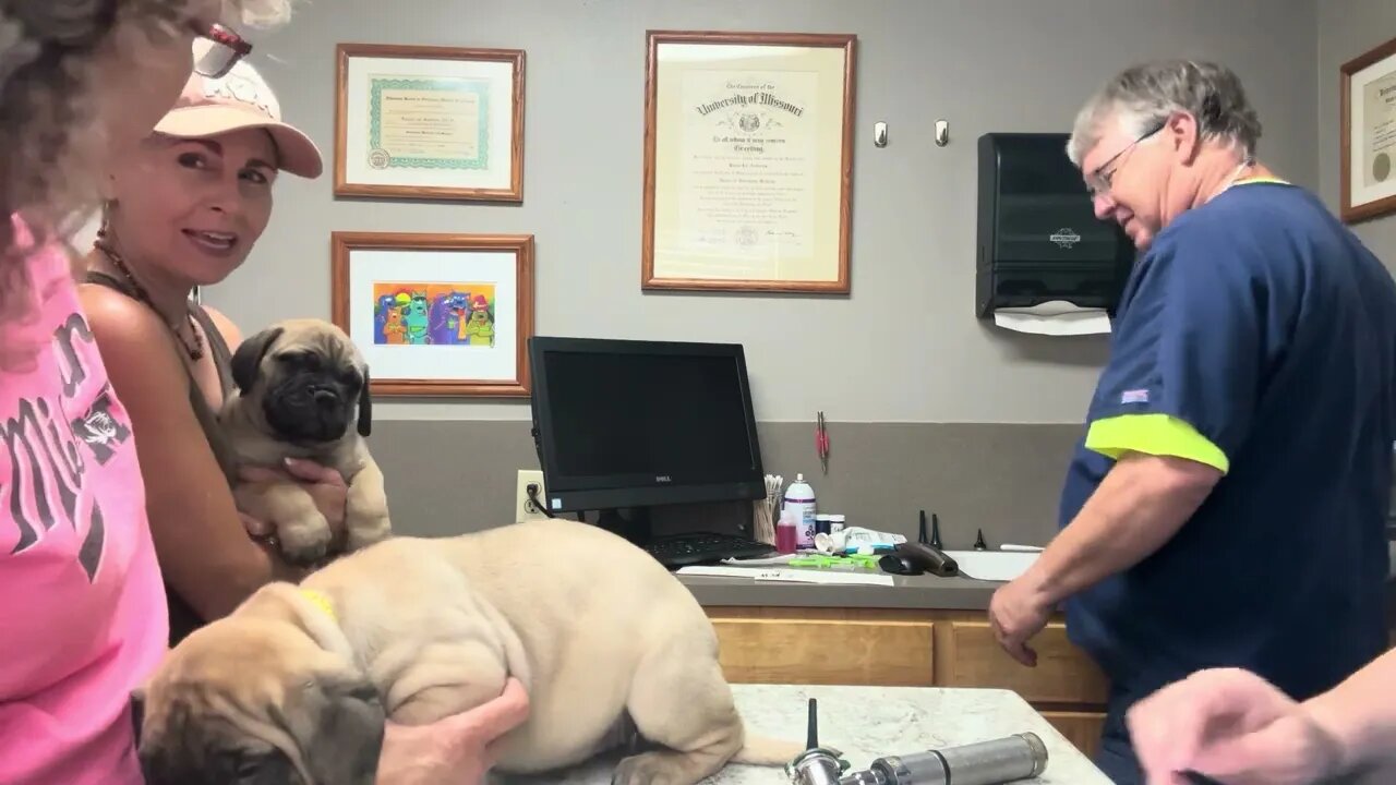 Health checks. 8-28-23 Ch Goody litter LonelyCreek bullmastiff