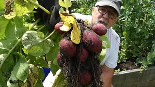 BACK YARD HOMESTEAD (Potato Time)