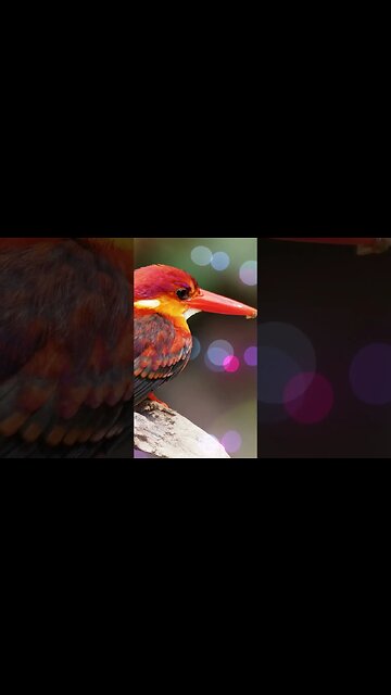 1 Minute Meditation I EMBRACE A HARMONIOUS LIFE #shorts #youtubeshorts #1minutemeditate #birdsound