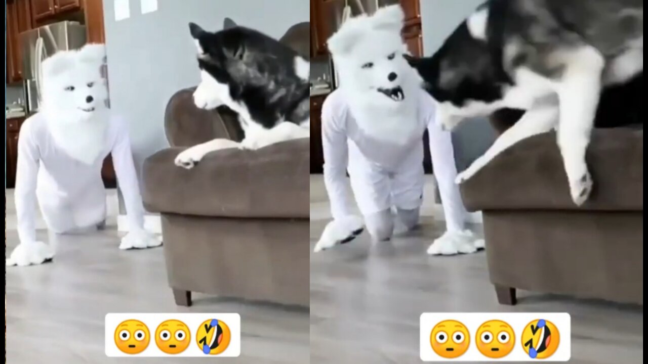 Funny moments with Husky dog_husky dog funny