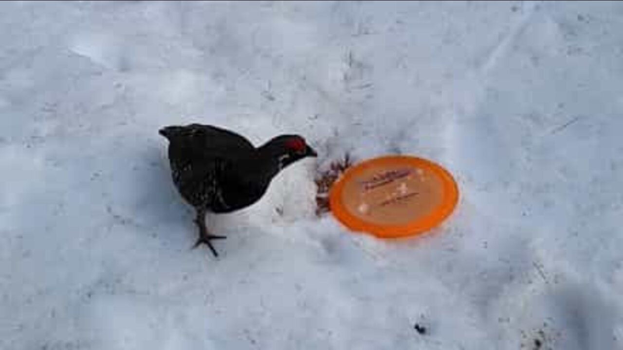 Man is stalked by "evil" bird