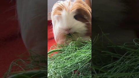 Guinea pig makes weird faces