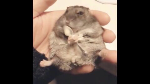 Rat Eating Ice Cream Funny Rection | Rat Funny Rection Video | trending 2022 | try not to laugh