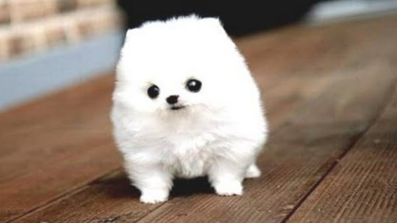 🐶 Dog Cute! 😍