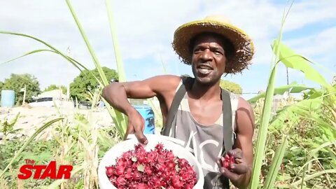 Jamaica News | Farmer Turn Dumping Site Into Greenhous In Admiral Town Kingston