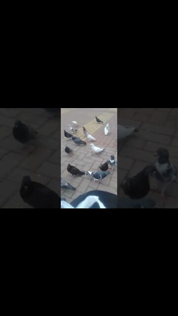 alimentando os pombos na praca pt6 #shorts