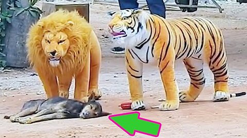 Troll Prank Dog Funny & fake Lion and Fake Tiger Prank To dog & Huge Box Prank to dog