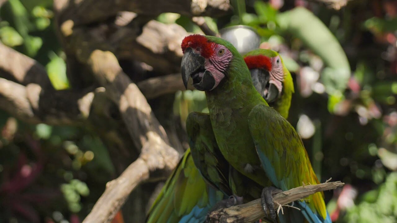 Parrots, No Copyright Video, Copyright Free, Motion Graphics, Background, Animals, Zoo, Wildlife, Yo