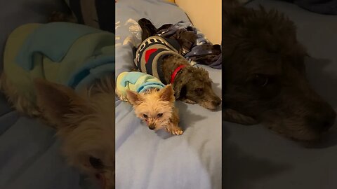 Traitor Shop Dogs