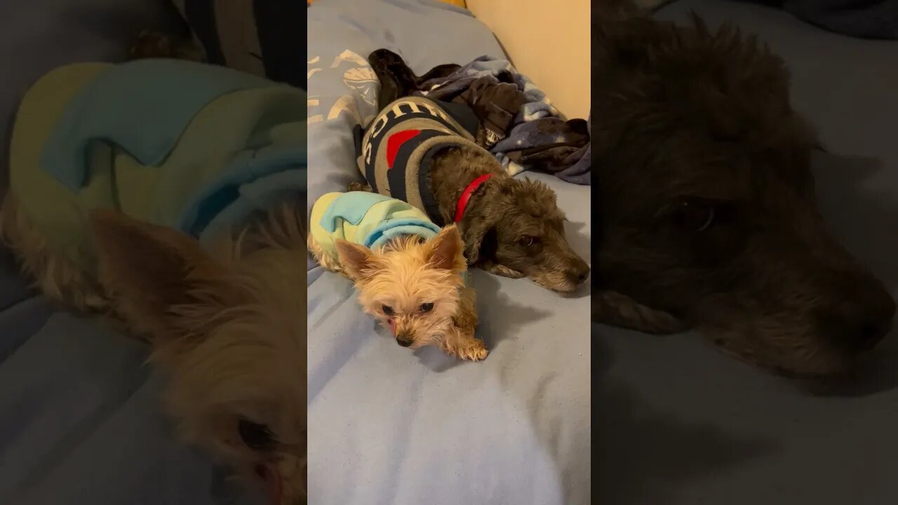 Traitor Shop Dogs