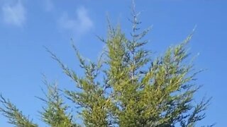 Harry’s Wife : How Would She Deal With Being Shown What She Is?