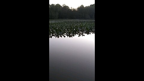 Lilly pad morning