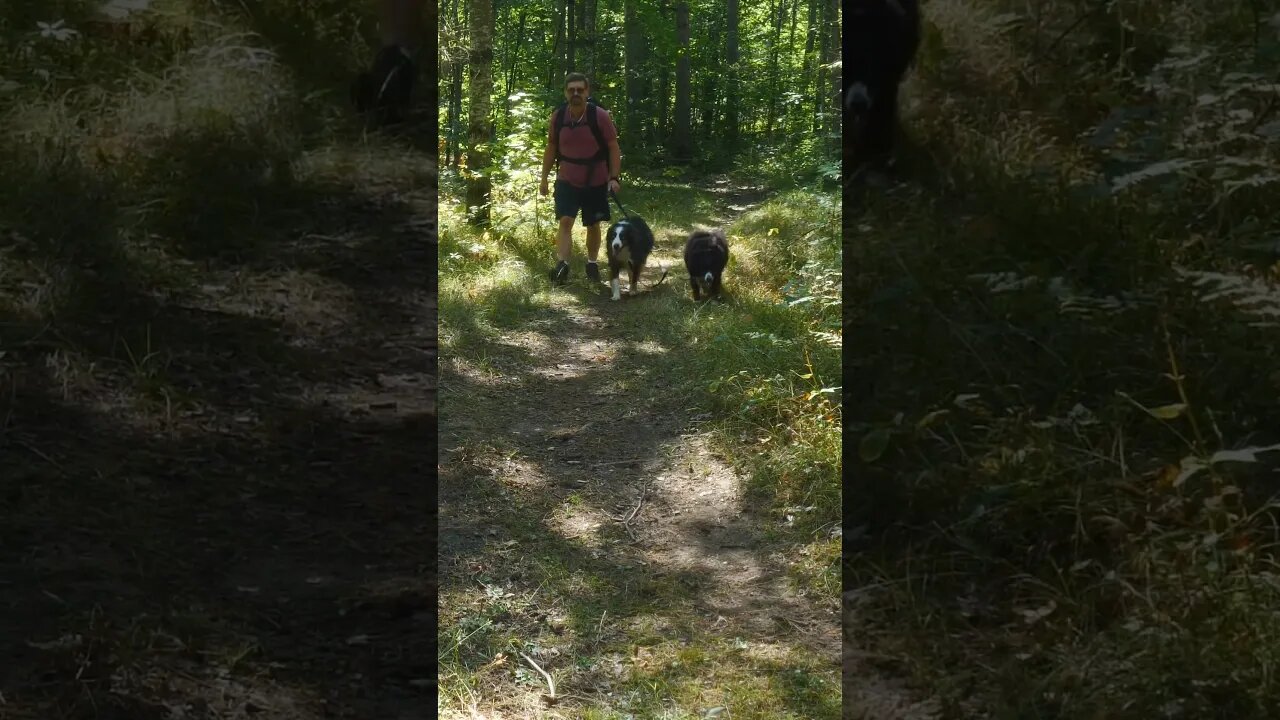 Hiking With Kali & Nykson #hiking #hikingtrails #nature #shorts #short