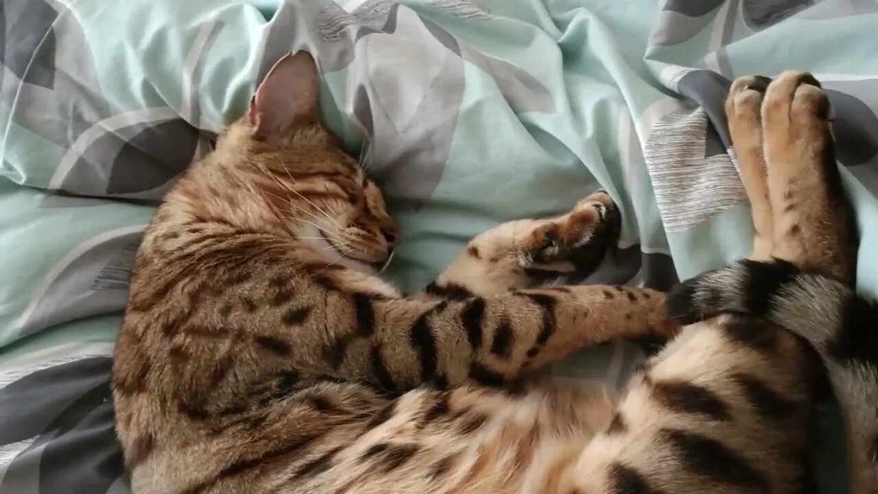 How Bedford sleeps knowing it's cold outside π₯ΆβοΈπ