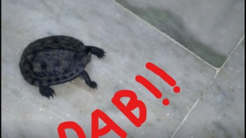 Even Animals Dab (Tortoise)!!!