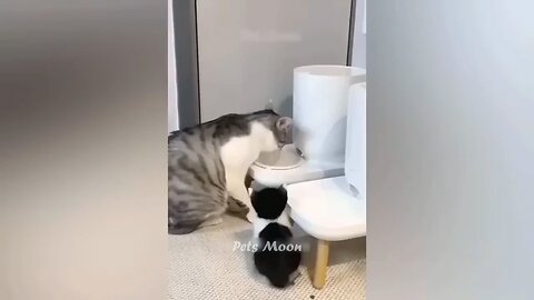 Funniest cats and dogs video 🤣😂🤣😂