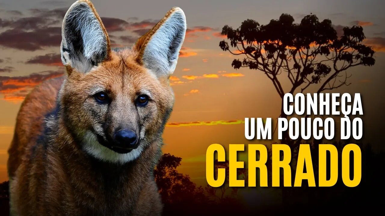 CONHEÇA UM POUCO DO CERRADO