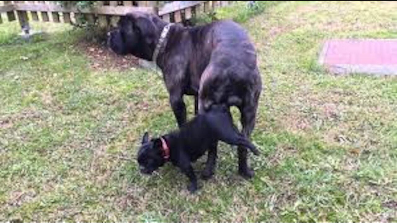 cane corso monta a perrita bulldog frances