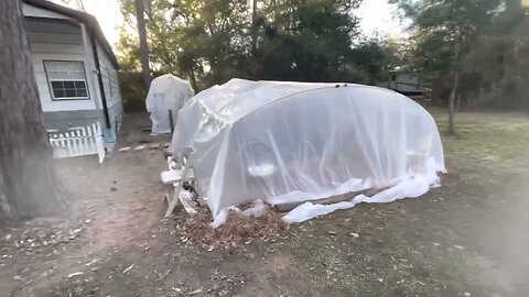 Koi fish protection part 3.