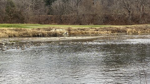 Canada Geese clan facing east Toronto