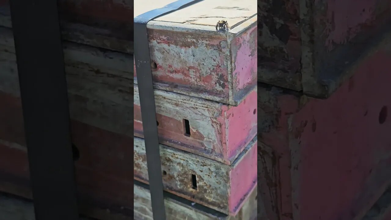 curious jumping spider