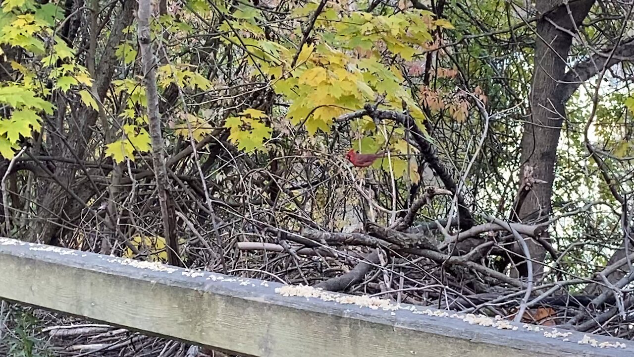 New Cardinal on the block