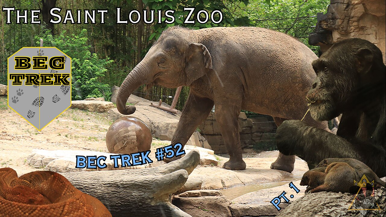 My BIGGEST Day Trip To Date | The St Louis Zoo | BEC TREK Episode 52 (Pt 1)